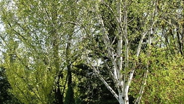 Brzoza pożyteczna (Betula utilis 'Doorenbos'). Drzewa ozdobne Brzoza pożyteczna (Betula utilis 'Doorenbos'). Drzewa ozdobne