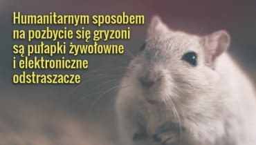 Kot to najstarsza i skuteczna metoda na myszy w domu Kot to najstarsza i skuteczna metoda na myszy w domu
