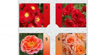 Rabata prostokątna - Różanka 5 Rabata prostokątna - Różanka 5