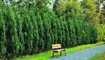 Jałowce skalne wyglądają bardzo efektownie. Jałowce skalne wyglądają bardzo efektownie.