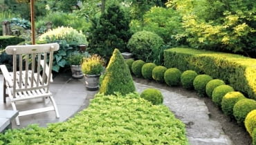 Wooden lounger on terrace beside border with Pachysandra terminalis and clipped Buxus topiary