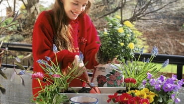 Rtalisation d'une jardiniTre de printemps. Plantation d'un rosier, enfant SLOWA KLUCZOWE: Balkonkasten Balkon-Kasten Blumenkasten FrŁhling Kind Leute Mensch People Pflanze Pflanzen Schritt fŁr Schritt step