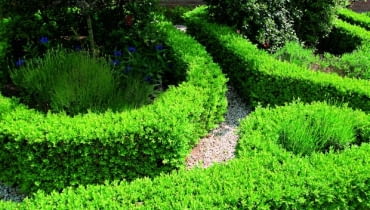 Bukszpan wiecznie zielony (Buxux sempervirens) idealnie nadaje się na zimotrawałe, niskie żywopłoty.