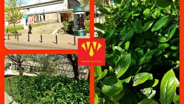 Żywopłoty zamiast słupków Żywopłoty zamiast słupków