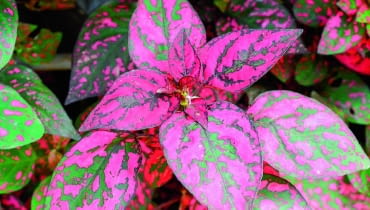 Pędy niedośpianu wymagają częstego skracania. Pędy niedośpianu wymagają częstego skracania.