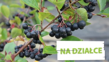 Aronia czarna Aronia czarna