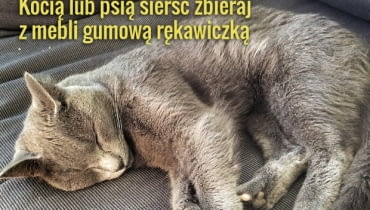 Z kocią i psią sierścią nie zawsze poradzi sobie odkurzacz Z kocią i psią sierścią nie zawsze poradzi sobie odkurzacz