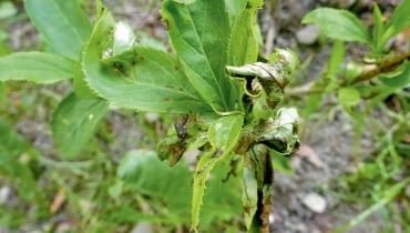 chora forsycja chora forsycja