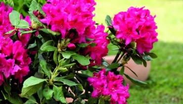 różanecznik, rododendron, rośliny ogrodowe