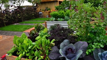 Warzywa uprawiane w dużych skrzyniach (m.in. kapusta, buraczki, jarmuż) starczą na domowe potrzeby. Warzywa uprawiane w dużych skrzyniach (m.in. kapusta, buraczki, jarmuż) starczą na domowe potrzeby.