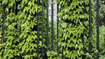 Dachowkowato ulozone liscie winobluszczu trojklapo Encyklopedia roślin: Dachowkowato ulozone liscie winobluszczu trojklapo