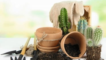 Kaktusy przesadzajmy w grubych rękawiczkach, by nie pokłuć się cierniami. Kaktusy przesadzajmy w grubych rękawiczkach, by nie pokłuć się cierniami.