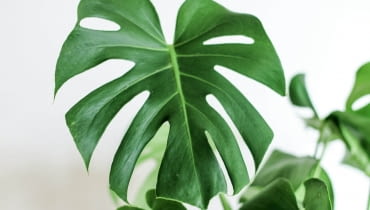 monstera monstera
