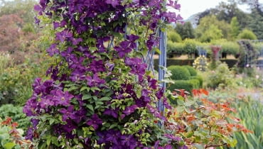 'Étoile Violette' z Grupy Viticella ma kwiaty o 4-6 płatkach i śr. 8 cm. Kwitnie: VI-IX, obficie VI-VII. Wspina się do 3 m, sprawdza się też jako roślina kobiercowa. Wymaga silnego cięcia.