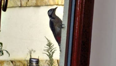 Dzięcioły, zwabione głuchym odgłosem przy ostukiwaniu, chętnie "leczą" ocieplone i otynkowane elewacje Dzięcioły, zwabione głuchym odgłosem przy ostukiwaniu, chętnie "leczą" ocieplone i otynkowane elewacje