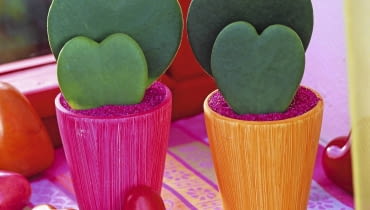 zielone Serca to liście hoi Kerriego. Tu ich podstawa i ogonek zagłębione są w dekoracyjnym podłożu. Hoya kerrii ( herzf^rmige Wachsblume ), oranger und pinker Becher, Herzen SLOWA KLUCZOWE: ZZZ Valentinstag Muttertag quer GAP 000 gr´n pink orange Farbe Fenster Herz Hoya Hoya kerii Sukkulente innen Zimmerpflanzen pflegeleicht Ostseite Westseite Fr´hling Portr t Topf