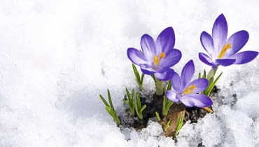 krokus, szafran, wiosna krokus, szafran, wiosna