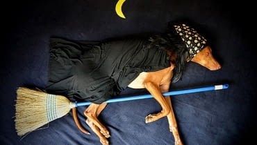 rufus, pies, o czym śni pies, sztuka, lifestyle, inspiracje, raising the tuf