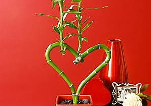 Serce z bambusa kwiaty na walentynki, bambus