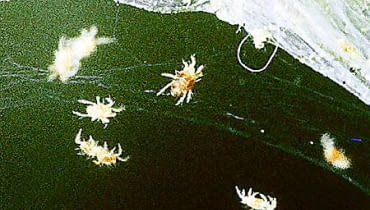 1 Przędziorki to maleńkie pajączki. Objawami ich żerowania są żółtawe plamki na liściach i delikatna pajęczynka. Liście zasychają i roślina przestaje kwitnąć. 1 Przędziorki to maleńkie pajączki. Objawami ich żerowania są żółtawe plamki na liściach i delikatna pajęczynka. Liście zasychają i roślina przestaje kwitnąć.