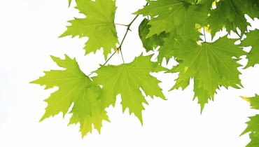 liście klonu liście klonu