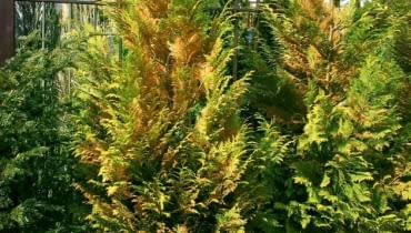 Uciążliwymi szkodnikami iglaków są mszyce, ale również kłopoty z wodą czy zbyt srogie zimy 27.03.2003 WARSZAWA OGROD WIOSNA WIOSENNE PRACE PIELEGNACJA KONSERWACJA PORZADKI PO ZIMIE ROSLINY MROZ SZKODY MROZOWE DRZEWA KRZEWY IGLASTE CYPRYSIK CALA ROSLINA FOT PAWEL SLOMCZYNSKI / AGENCJA GAZETA