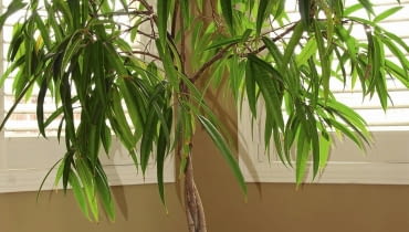 Fikus binnendijki ma bardzo wiele liści. Nie sposób każdy z nich myć z osobna Fikus binnendijki ma bardzo wiele liści. Nie sposób każdy z nich myć z osobna