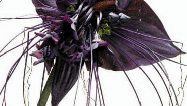 Kwiatostan takki składa się z kilkunastu drobnych kwiatów, czterech szerokich podkwiatków i licznych wąsów.