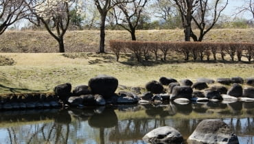 Kobushi magnolia w Japonii