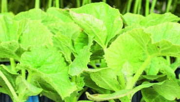 Szczepione ogórki silnie rosną i są odporne na atak nicieni z gleby. Szczepione ogórki silnie rosną i są odporne na atak nicieni z gleby.