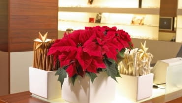 Stroiki bożonarodzeniowe. Gwiazda betlejemska Stroiki bożonarodzeniowe. Gwiazda betlejemska