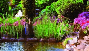 Założenie oczka wodnego nie jest specjalnie trudne, jednak po pewnym czasie napotykamy różne problemy.