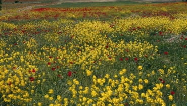 Złociste rzepaki kontrastują z czerwienią maków na polach baskijskiej prowincji Araba Złociste rzepaki kontrastują z czerwienią maków na polach baskijskiej prowincji Araba
