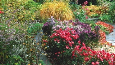 dAutumn border seen through the foliage of Acer japonicum Autumn Glory - Karl Foerster Garden Story