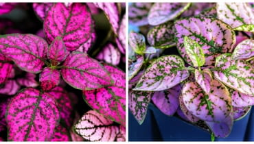 Niedośpiany występują w kilku barwnych odmianach. Niedośpiany występują w kilku barwnych odmianach.