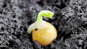 Nasiona groszku kiełkują już w temperaturze -2 st. C. Przysłowie mówi: Na świętego Marka (25 IV) groch wyrasta z ziarnka Nasiona groszku kiełkują już w temperaturze -2 st. C. Przysłowie mówi: Na świętego Marka (25 IV) groch wyrasta z ziarnka