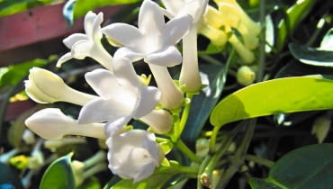 Stefanotis bukietowy (Stephanotis floribunda)