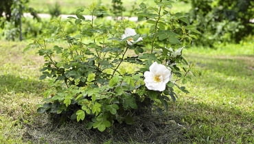 Ziemię pod różami można podsypywać nawet ścinkami skoszonej trawy, która po rozłożeniu się wzbogaci podłoże w próchnicę. Ziemię pod różami można podsypywać nawet ścinkami skoszonej trawy, która po rozłożeniu się wzbogaci podłoże w próchnicę.