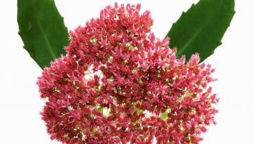 SUKULENTY. Rozchodnik pochodzi z północnej Afryki, południowej Europy i Azji. Dorasta nawet do 70 cm. Imponujące kwiatostany jesienią przebarwiają się z zielonych na czerwone i różowe. SUKULENTY. Rozchodnik pochodzi z północnej Afryki, południowej Europy i Azji. Dorasta nawet do 70 cm. Imponujące kwiatostany jesienią przebarwiają się z zielonych na czerwone i różowe.