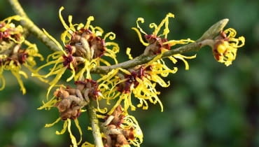 Kwiaty o długich płatkach wyrastają po kilka, na krótkopedach powstałych w ubiegłym roku. Kwiaty o długich płatkach wyrastają po kilka, na krótkopedach powstałych w ubiegłym roku.