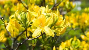 Azalia pontyjska dorasta do 1,5 m wysokości. W maju złoci się od licznych silnie pachnących kwiatów