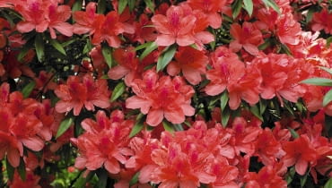 Azalia japońska