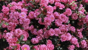 Do pojemników przeznaczone są specjalne odmiany róż, np. obficie kwitnąca 'Bad Birnbach' z grupy róż okrywowych. EPSON scanner image