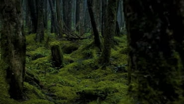 Fot. Kadr z filmu POL-SKONE, Życie drzew — odc. 5 ekologia drewno certyfikowane certyfikat fsc drzwi wewnętrzne drzwi wejściowe