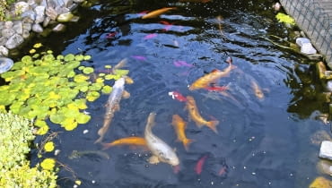 Ryby Gdy temperatura spadnie poniżej 8°C, przestajemy je karmić. Egzotyczne gatunki i ryby z płytkiego oczka odławiamy. Te, które zostają w zbiorniku, na zimę zapadają w sen. Ryby Gdy temperatura spadnie poniżej 8°C, przestajemy je karmić. Egzotyczne gatunki i ryby z płytkiego oczka odławiamy. Te, które zostają w zbiorniku, na zimę zapadają w sen.