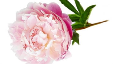 Jamachima 12.06.2008 WARSZAWA SESJA BUKIETY 06-06-2008 PEONIE NA ZDJECIU BUKIETY WIAZANKI KOMPOZYCJE ROSLINNE , KWATY PEONIE STYLIZACJA EWA SZKUTNIK DLA CZASOPISMA BUKIETY FOT. ARKADIUSZ SCICHOCKI / AGENCJA GAZETA