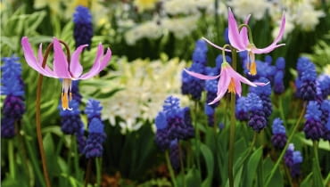 Psiząb wywinięty (E. revolutum) 'Knightshayes Pink' na rabacie pośród szafirków. Ta odmiana dorasta do ok. 30 cm. Erythronium revolutum, Liliaceae SLOWA KLUCZOWE: erythronium revolutum erythronium revolutum liliaceae perennials bulbs lily spring closeup selective focus portraits pink white yellow flowers flowering petals blooms mottled green leaves plant ornamental gardens wildflower forest streambanks bogs