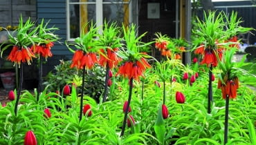 Szachownica cesarska potrzebuje dobrze napowietrzonej ziemi. Świetnie rośnie np. w podgórskich ogrodach. Na zdjęciu odmiana 'Premier'. Szachownica cesarska potrzebuje dobrze napowietrzonej ziemi. Świetnie rośnie np. w podgórskich ogrodach. Na zdjęciu odmiana 'Premier'.