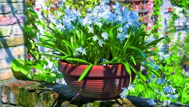 Cebulica syberyjska (Scilla sibirica) zakwita wczesną wiosną