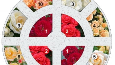 Różane Rondo 2 Różane Rondo 2